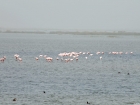 6-flamingos-ora-mesei