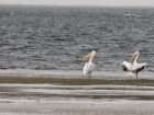 6-pelicani-in-banc-darguin